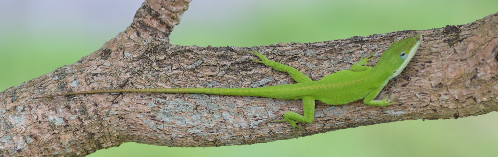 沖縄外来種 Com Okinawa Prefecture Invasive Species Information Network