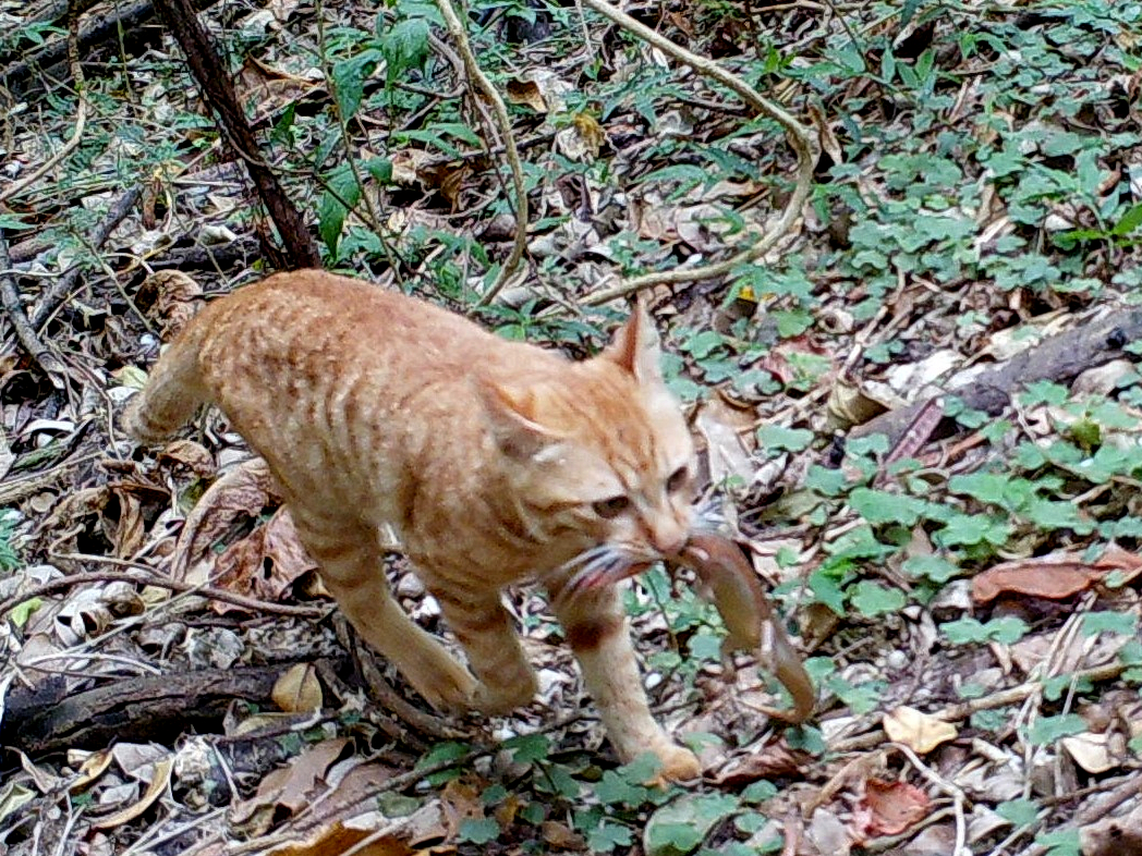 ノネコ | 沖縄外来種.com | Okinawa Prefecture Invasive Species Information Network