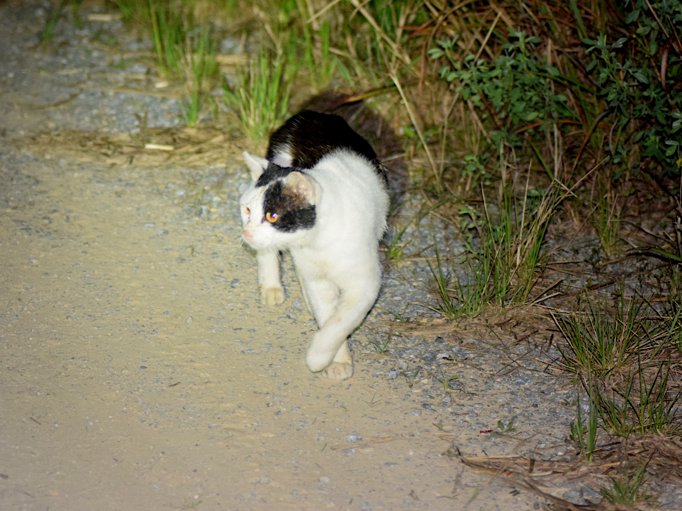 ノネコ | 沖縄外来種.com | Okinawa Prefecture Invasive Species Information Network