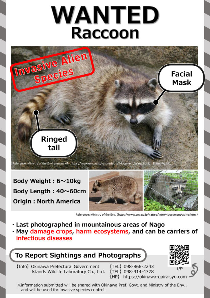 Raccoon